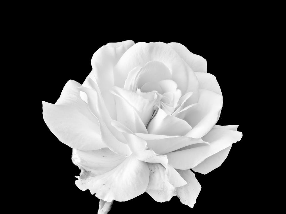 White Rose On Black Background