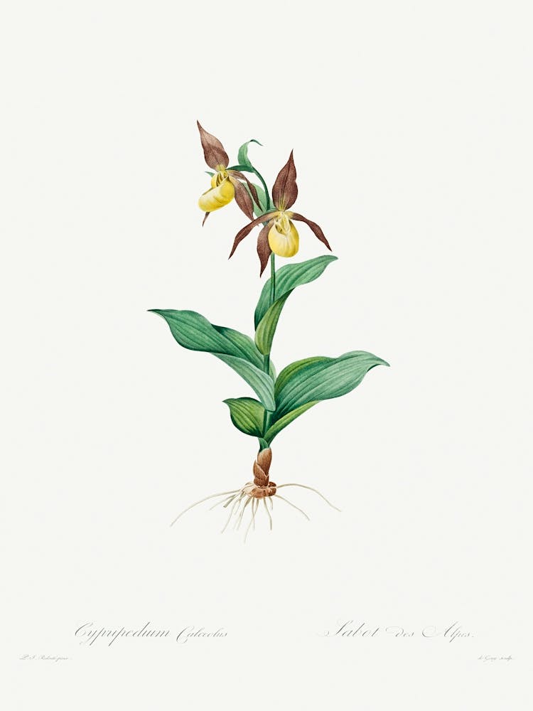 Cypripedium Calceolus, Pierre Joseph Redoute