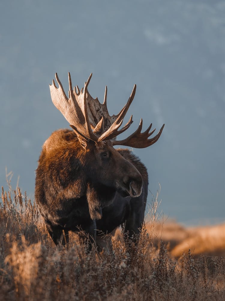 Sunset Moose View