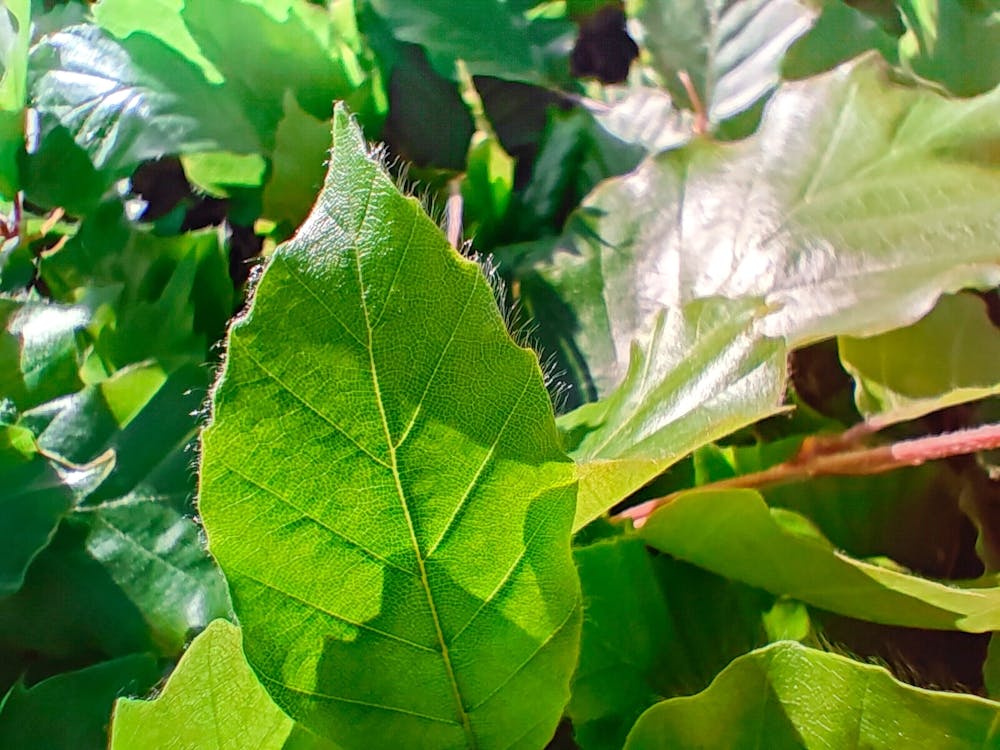 Leaf from a bush