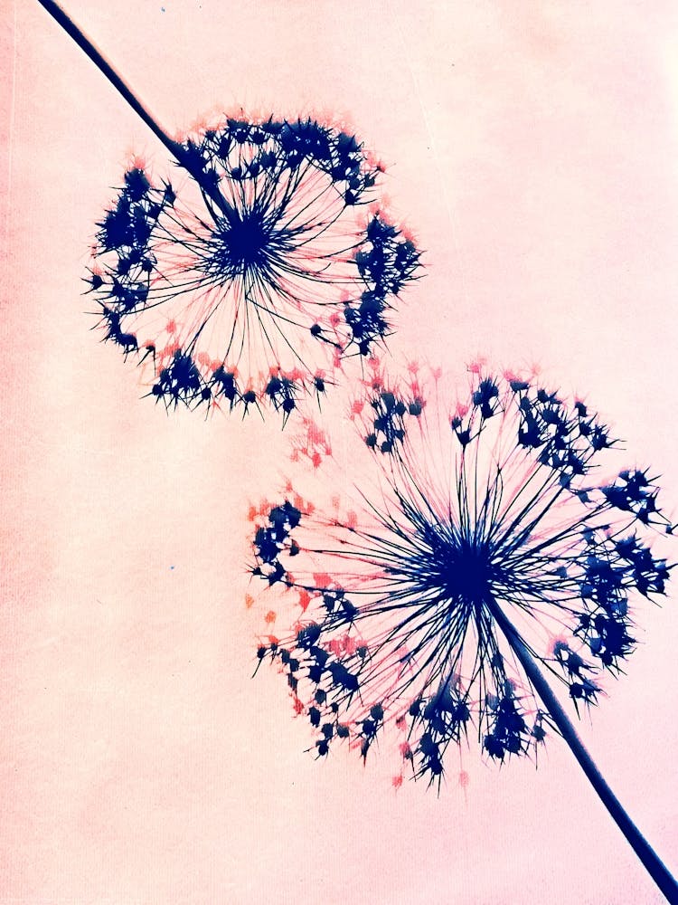 Rosa-blaue Alliums