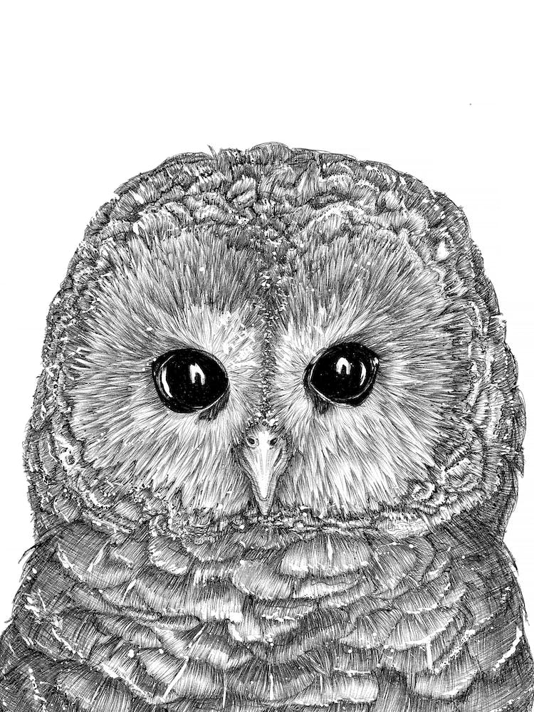 Tiny Owl