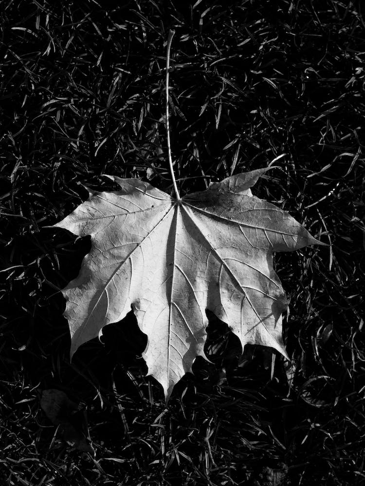Autumn Colours  25