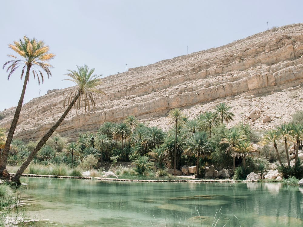 Tropical Desert Oasis Landscape