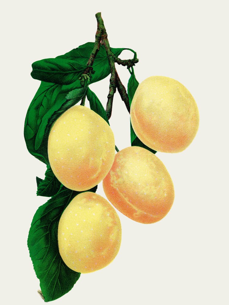 Apricots