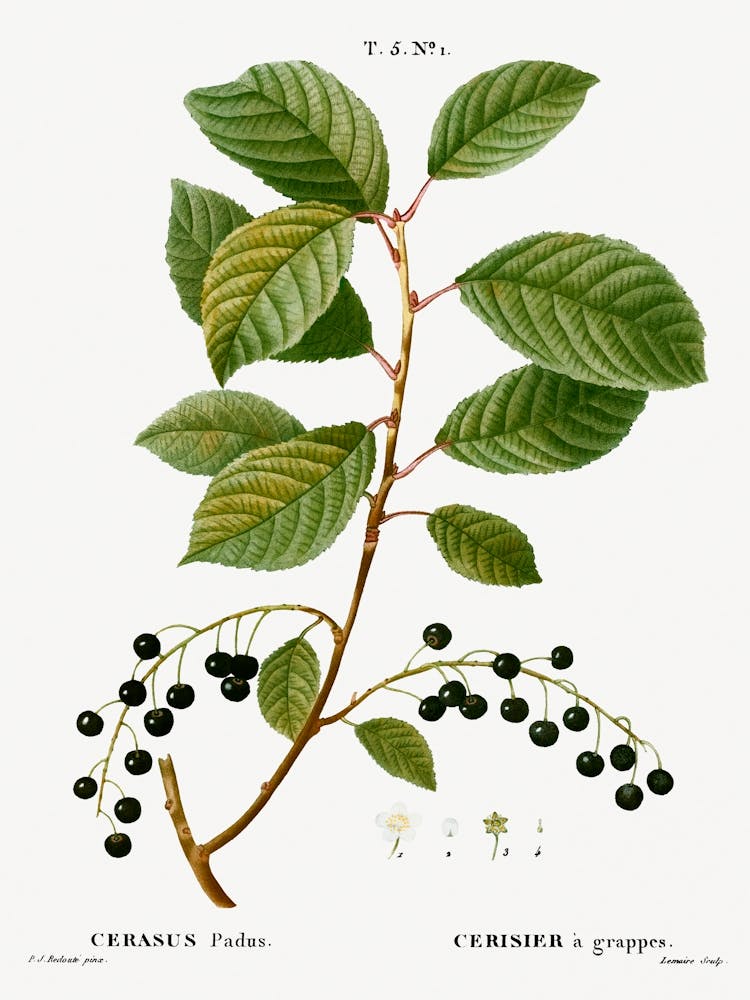 Bird Cherry, Pierre Joseph Redoute