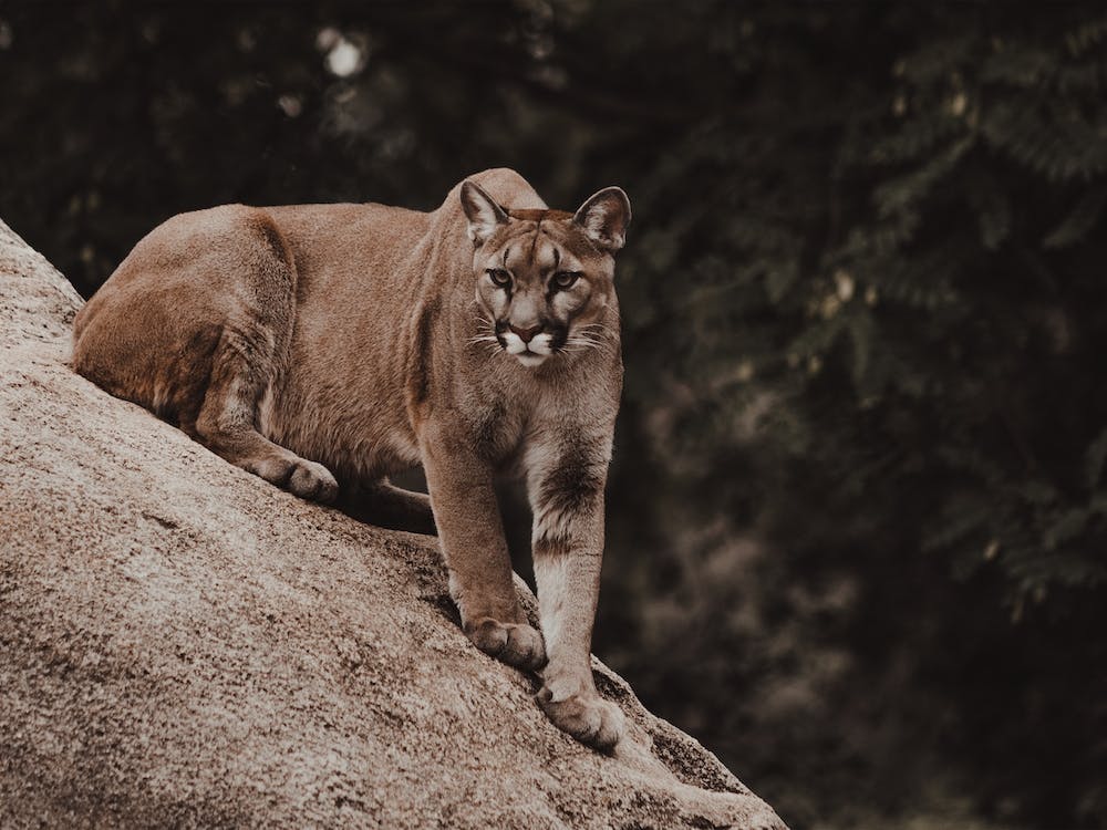 Ready To Pounce
