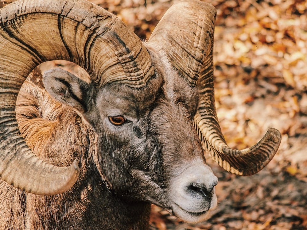 Bighorn Sheep