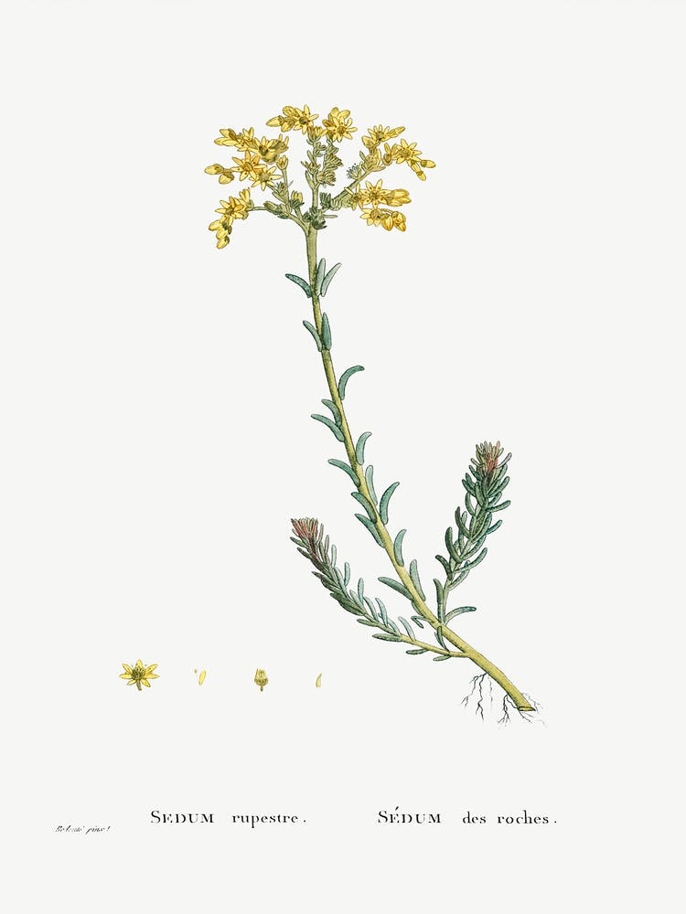 Sedum Rupestre, Pierre Joseph Redoute