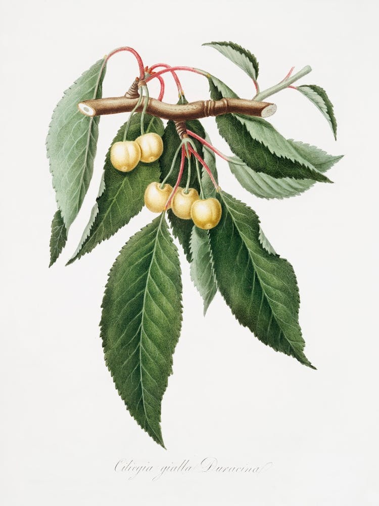 Cherry (Cerasus Duracina) From Pomona Italiana (1817 - 1839), Giorgio Gallesio