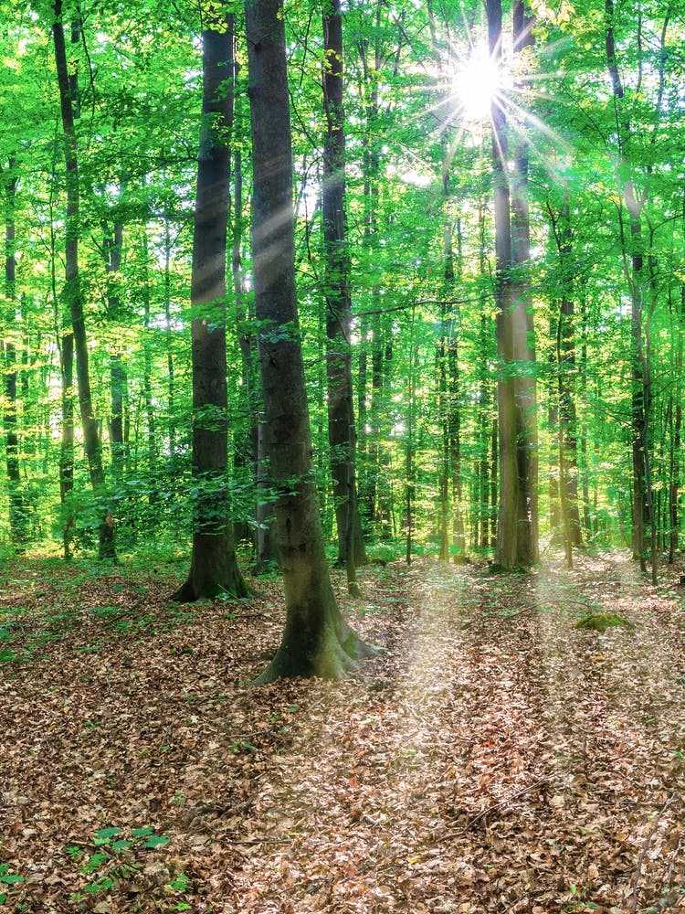 Sun Rays In The Forest