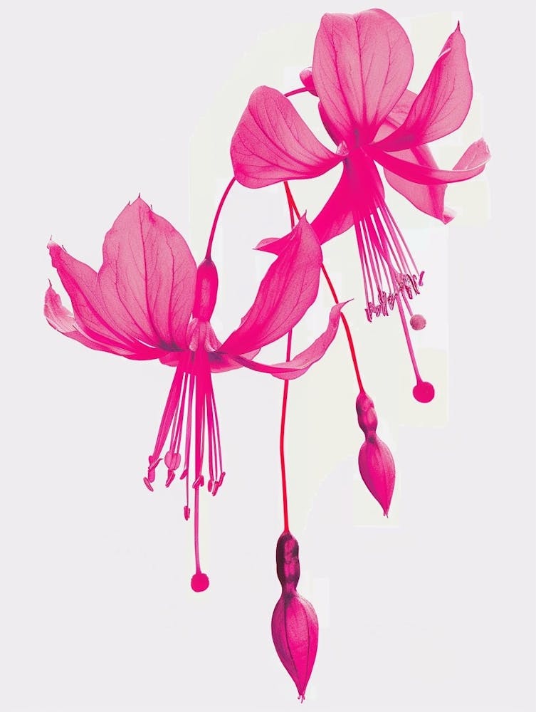 Hot Pink Fuchsia 1