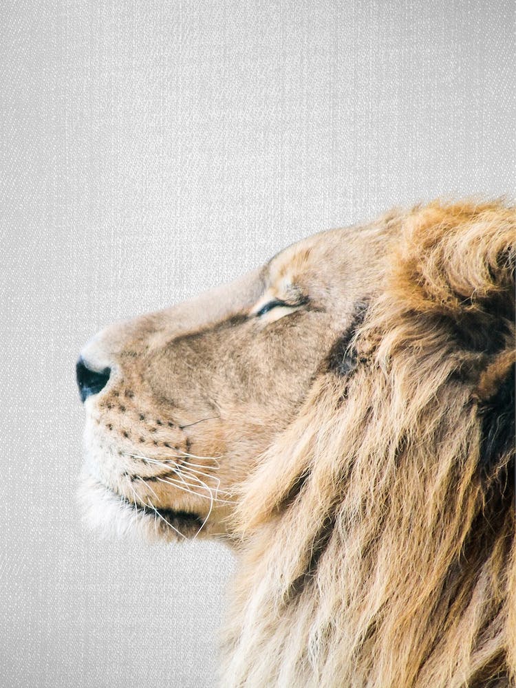 Lion Portrait