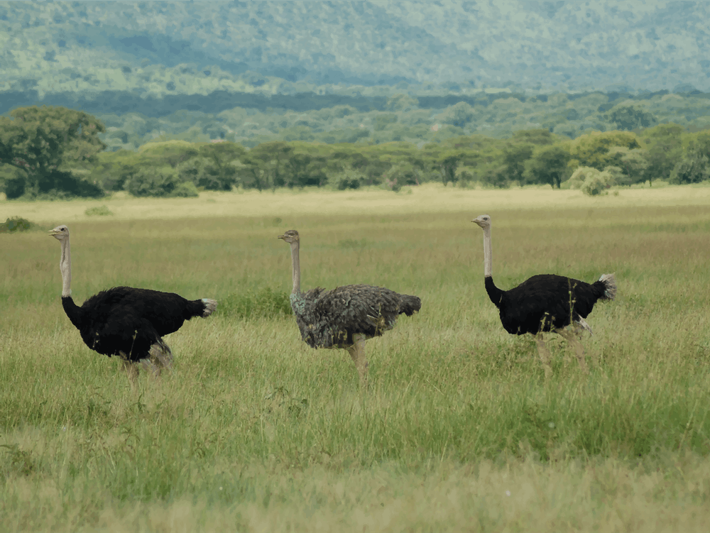 Ostriches