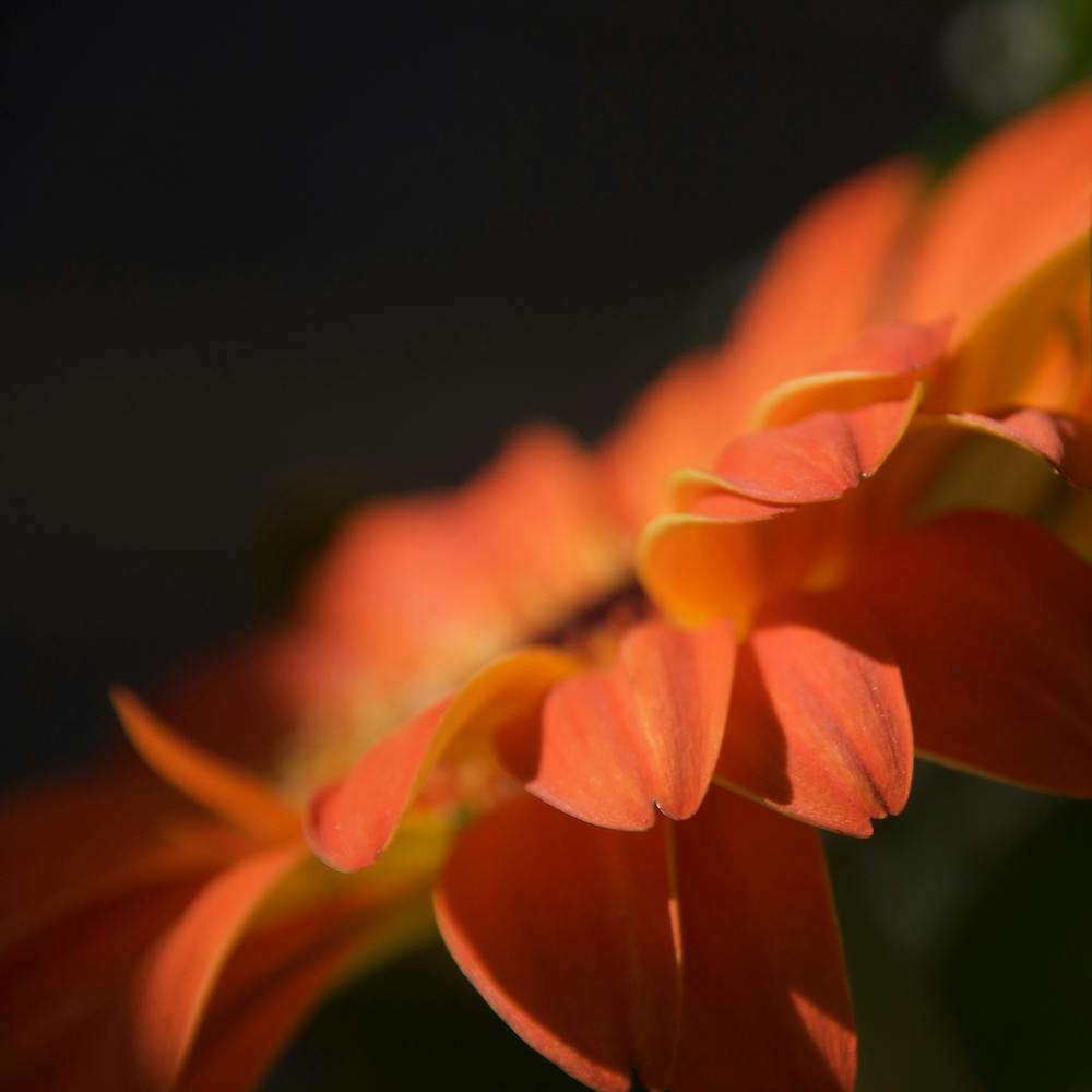 Orange Petals