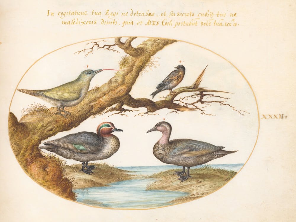 Flying And Amphibious Animals, Joris Hoefnagel (14)