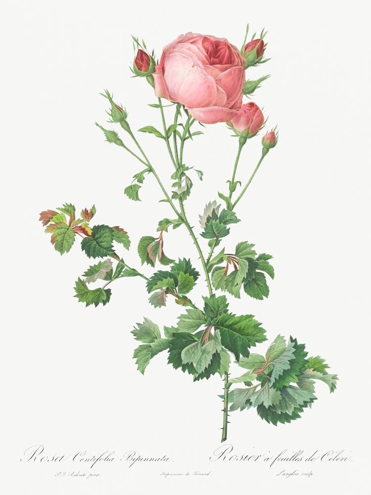 Celery Leaved Variety Of Cabbage Rose, Pierre Joseph Redoute