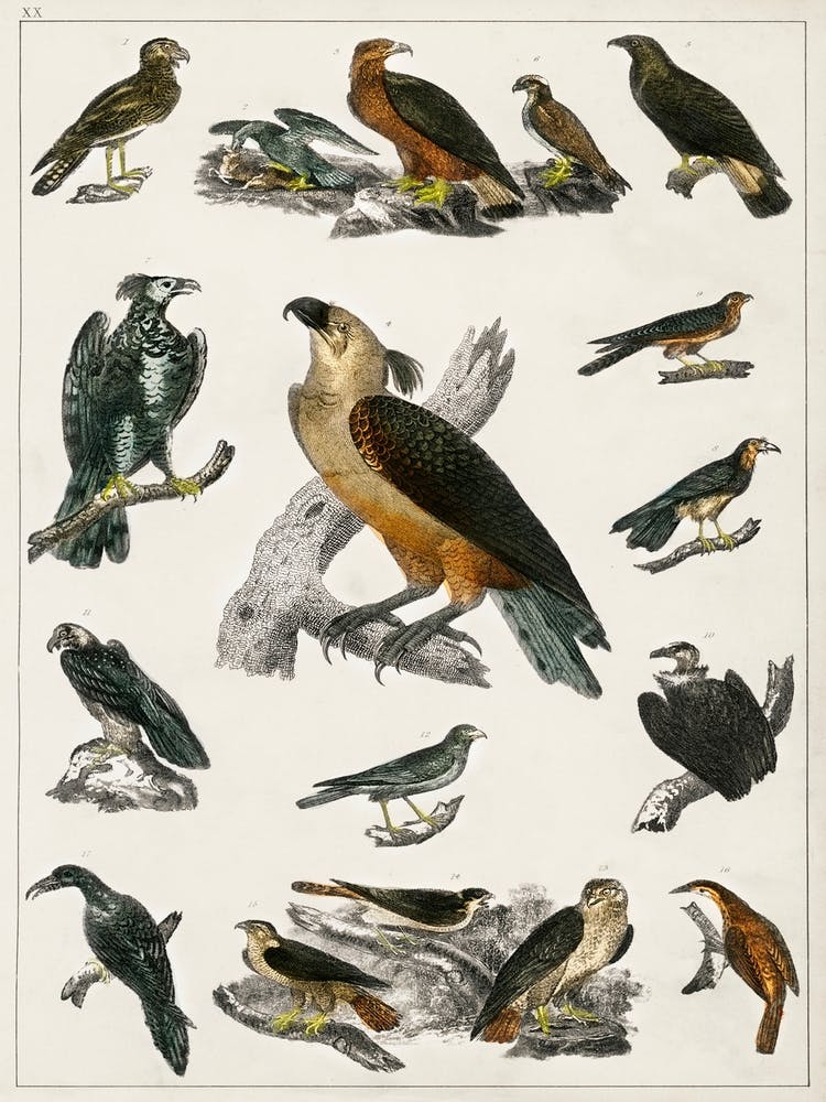Collection Of Various Birds,  Oliver Goldsmith 