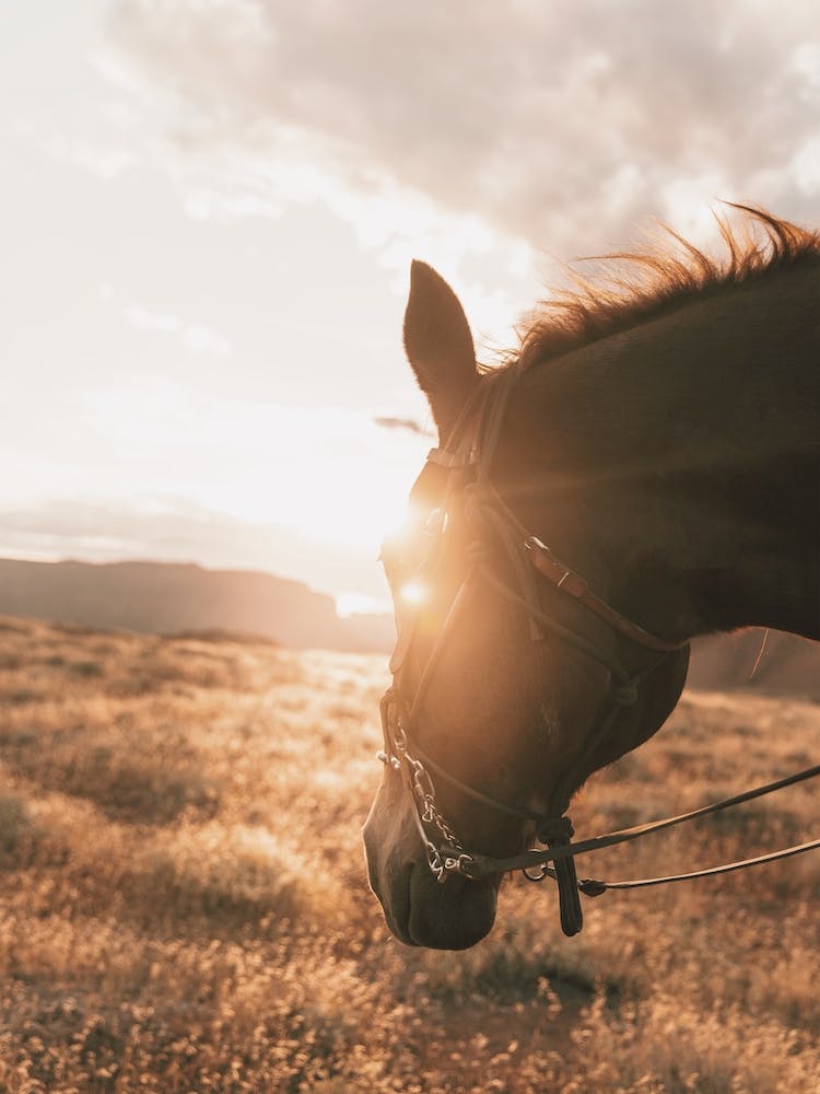 Horse At Sunset