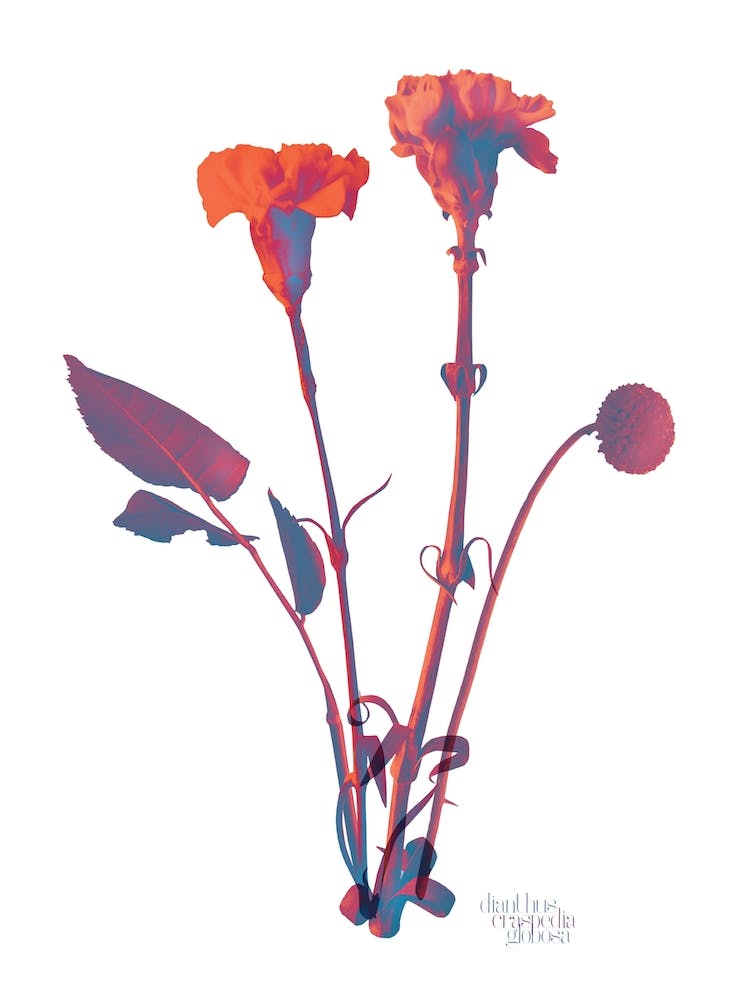 Ode aux Fleurs Orange