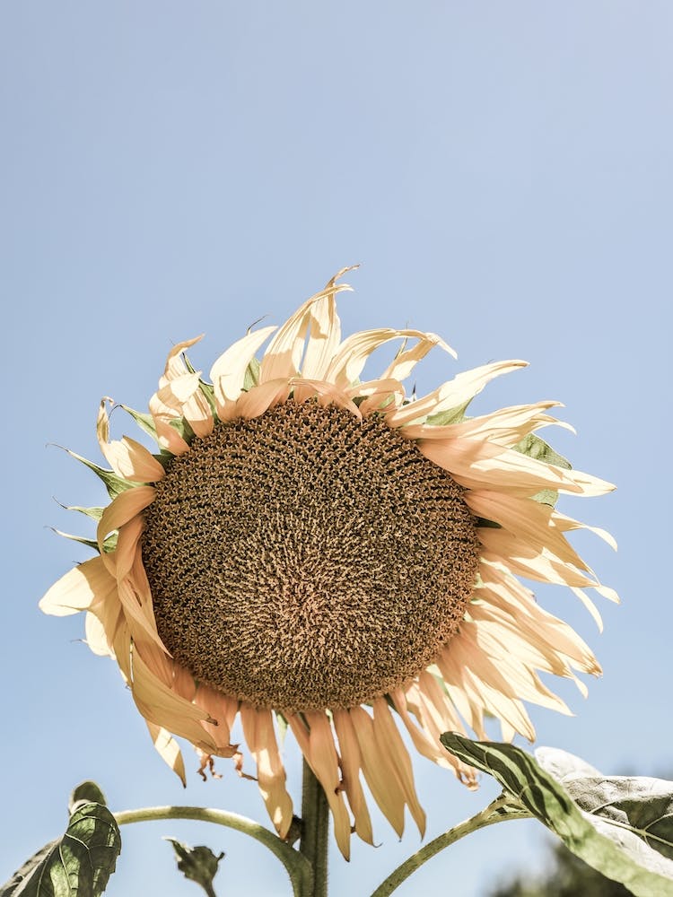 Sonnenblüte