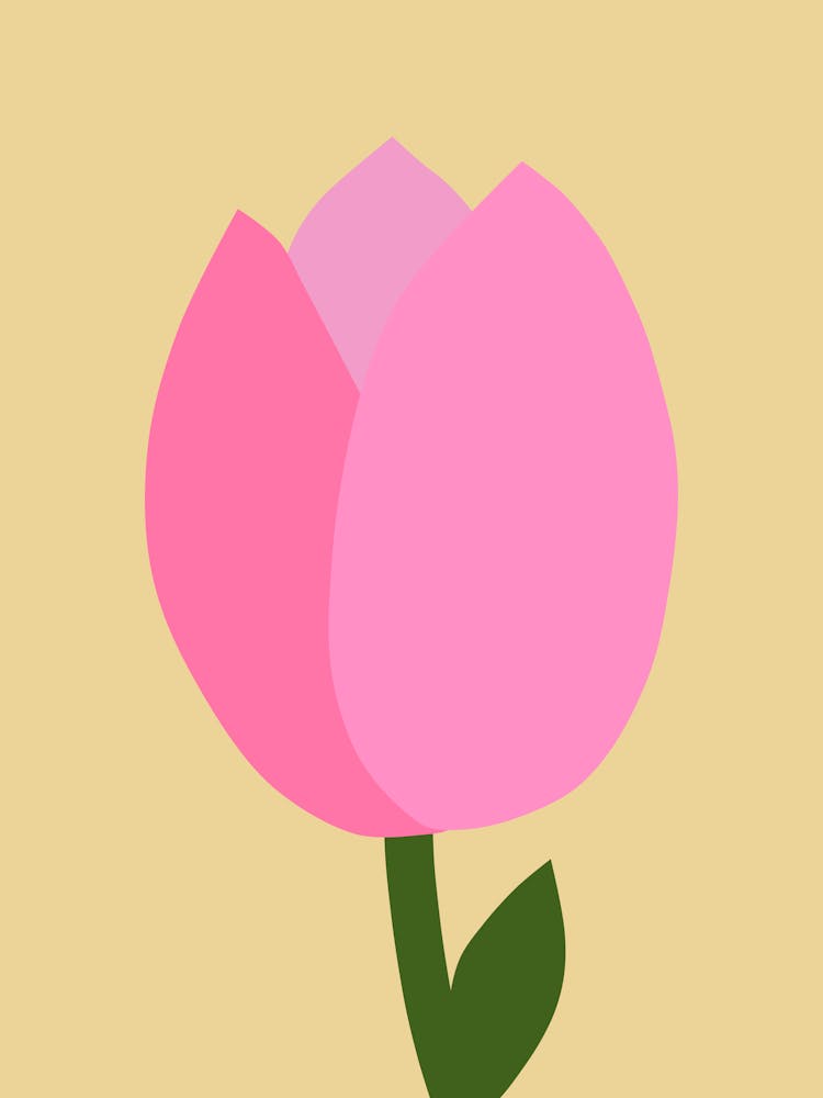 Tulip Pink And Yellow