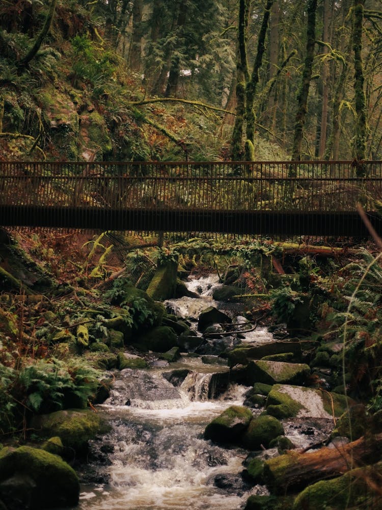 Forest Bridge Creek Forest Park Oregon