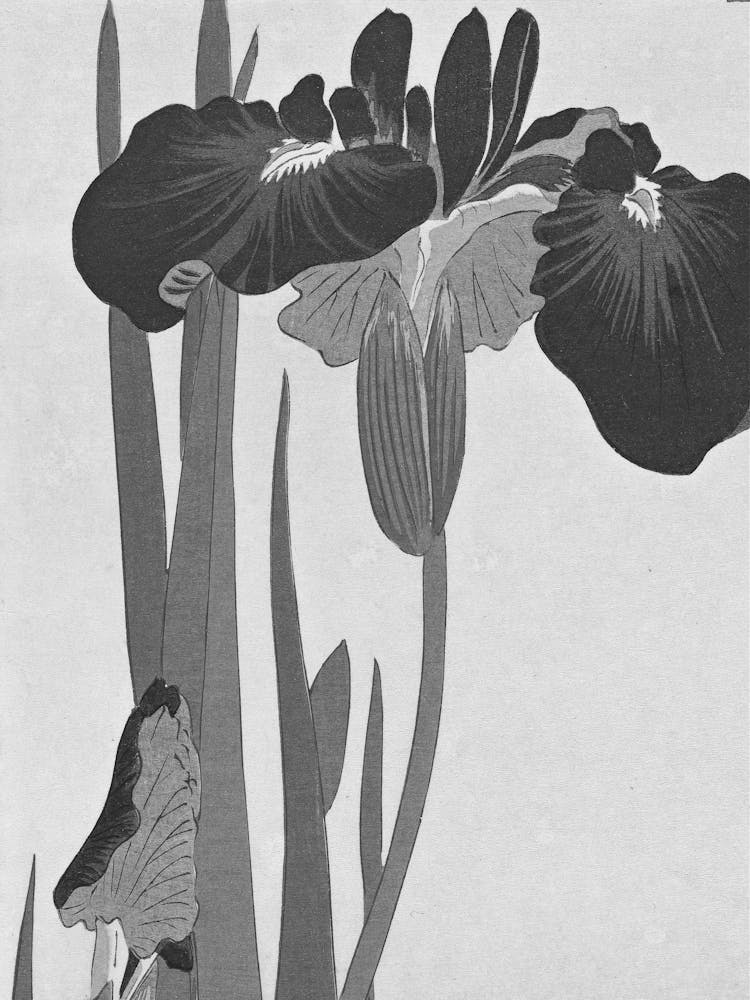 Black and White Iris