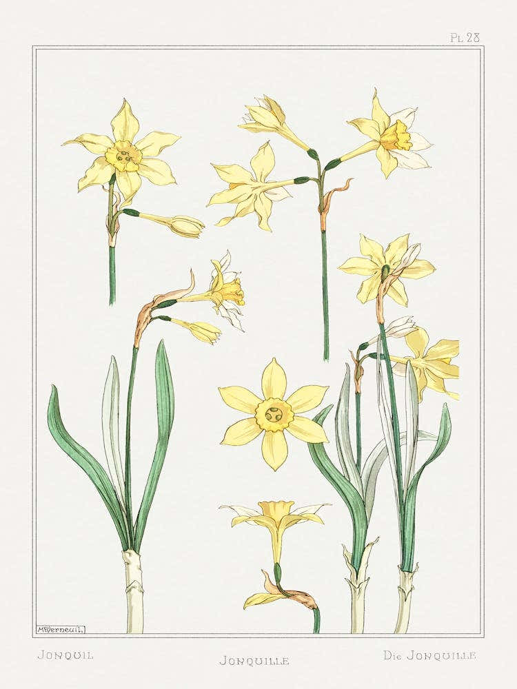 Jonquil Or Jonquil From The Plant And Its Ornamental Applications (1896), Maurice Pillard Verneuil