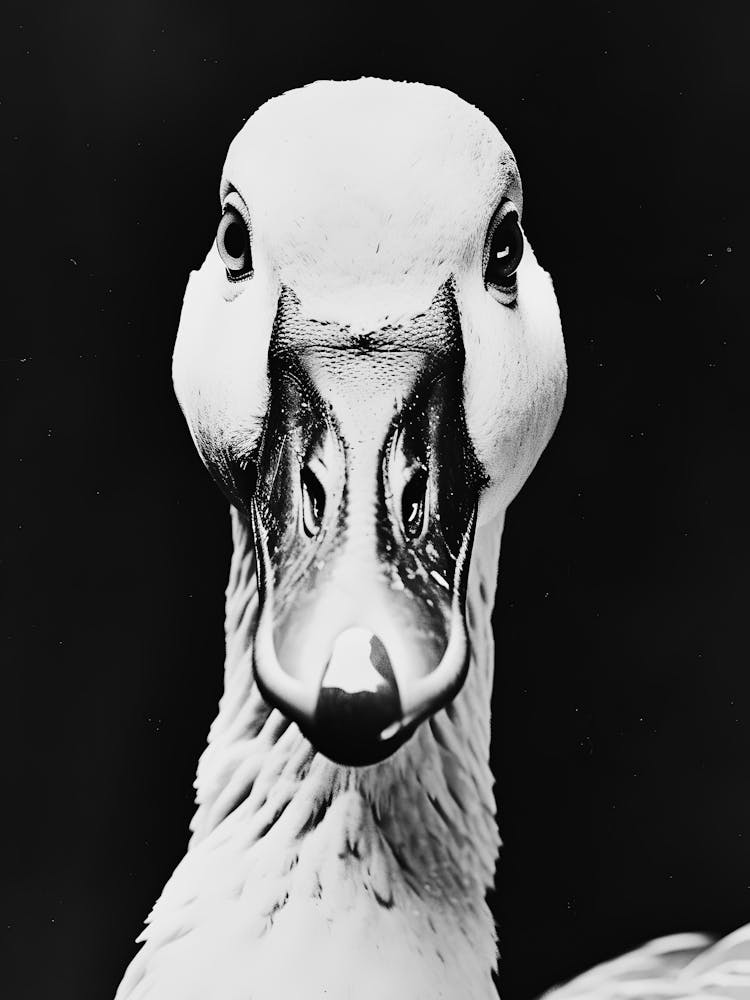 Black Swan