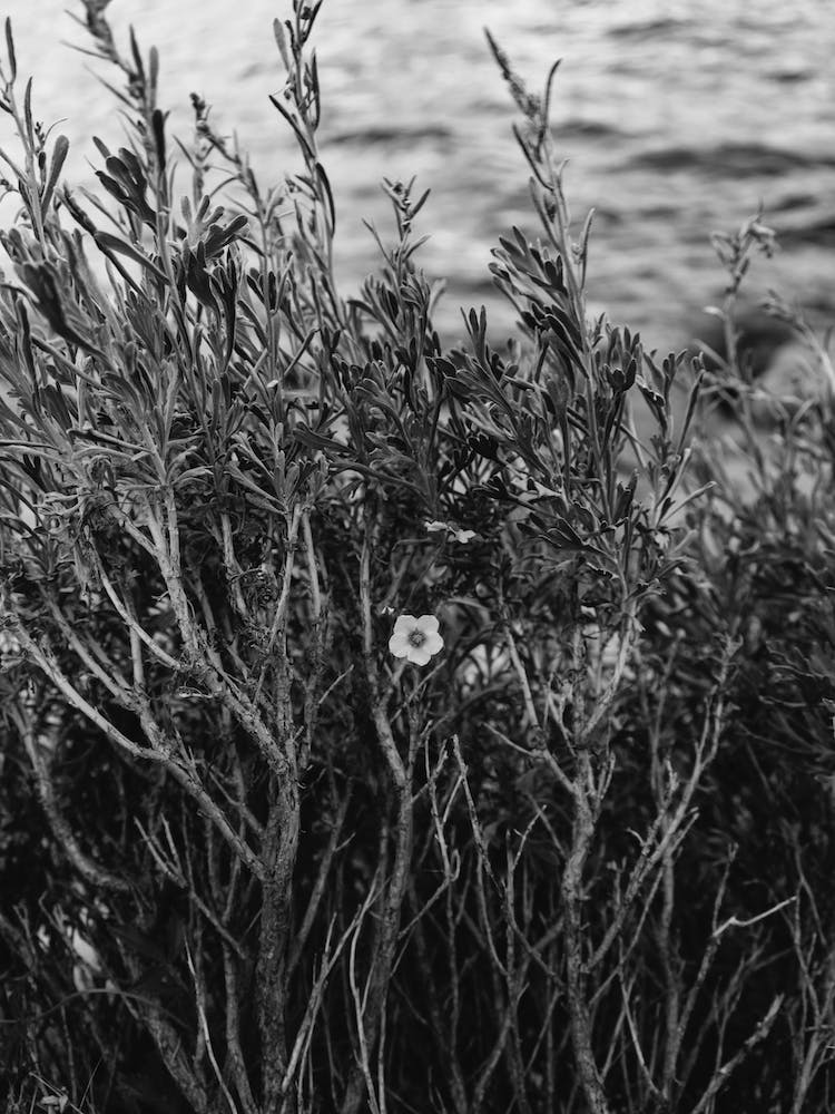 Tenaya Lake Yosemite National Park II