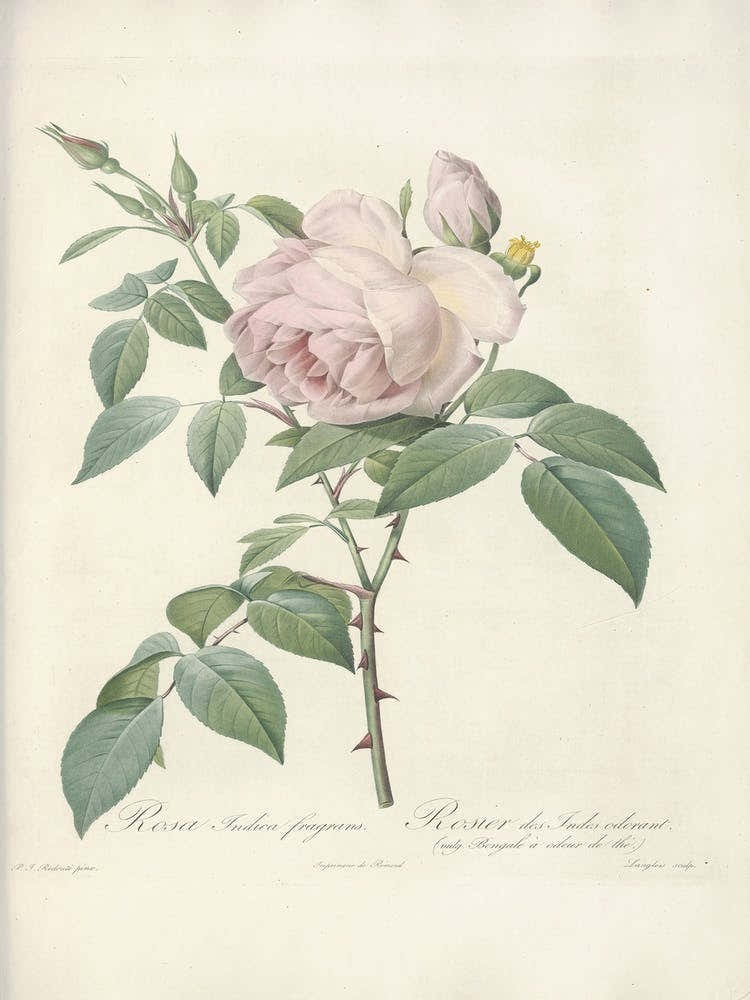 Rose Illustration, Pierre Joseph Redoute (48)