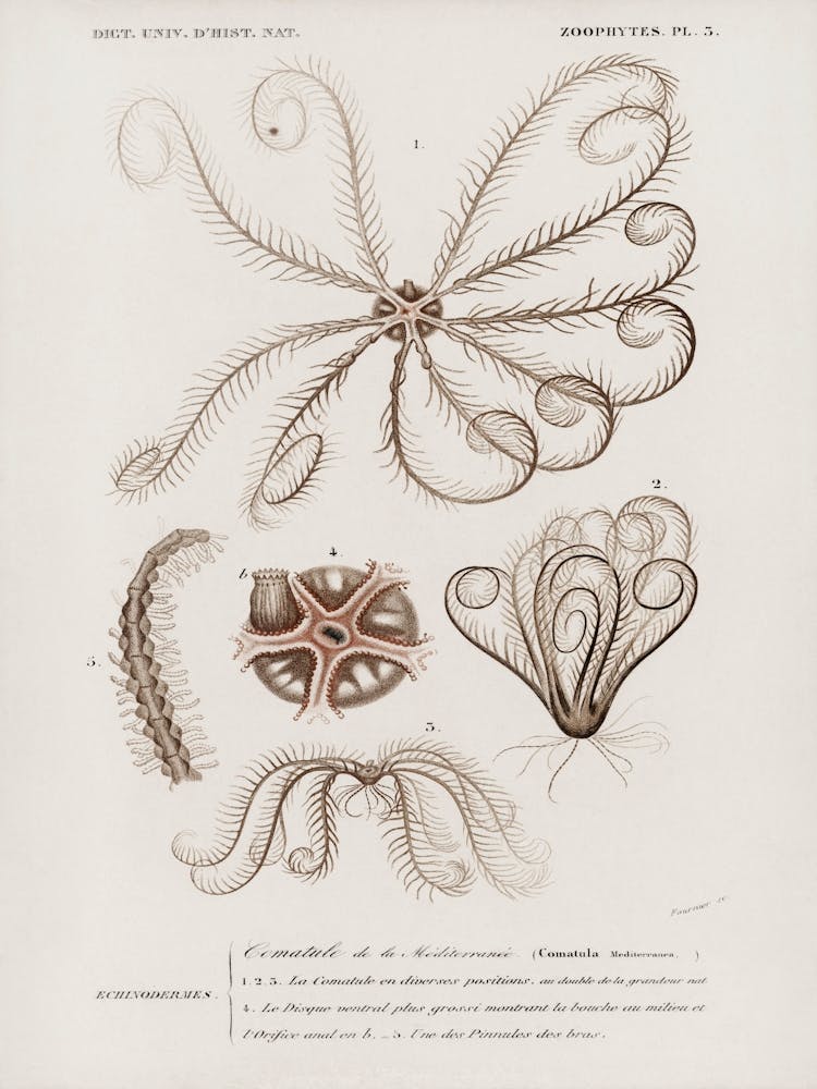 Comatula Mediterranea, Charles Dessalines D'Orbigny