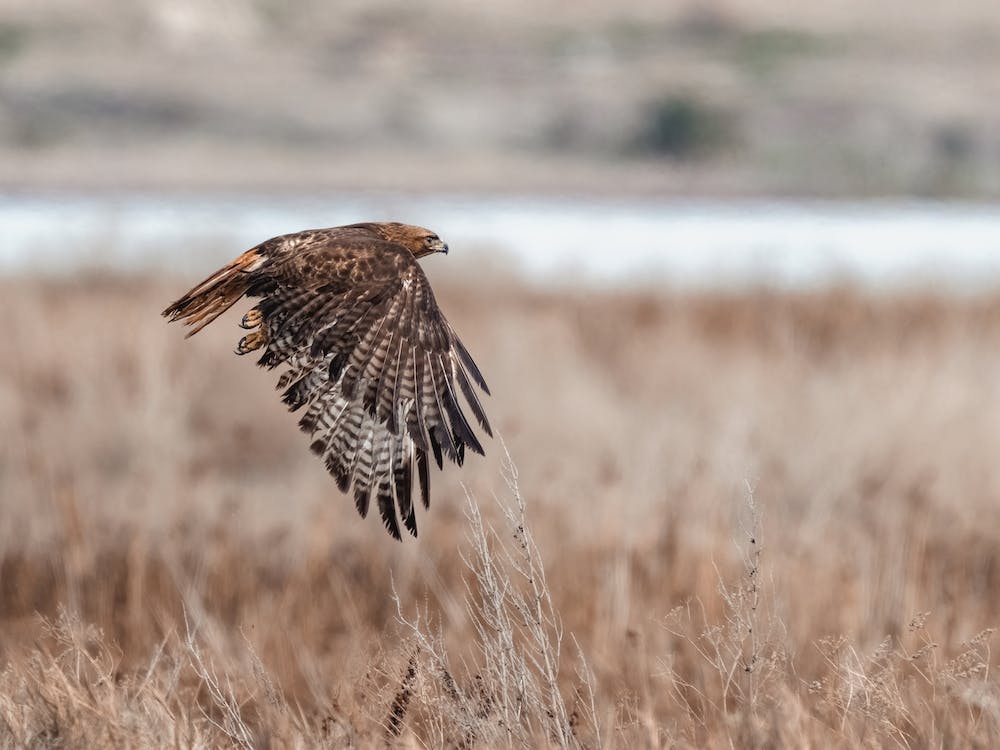 Coopers Hawk Flying Over Swamp