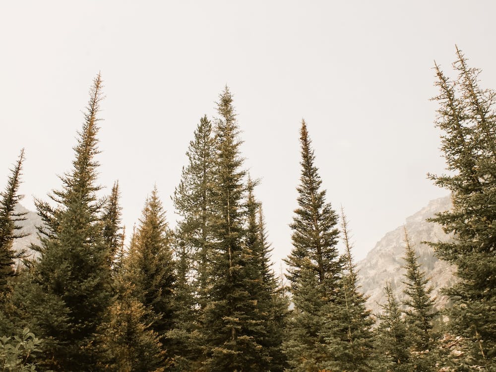 Misty Pine Trees
