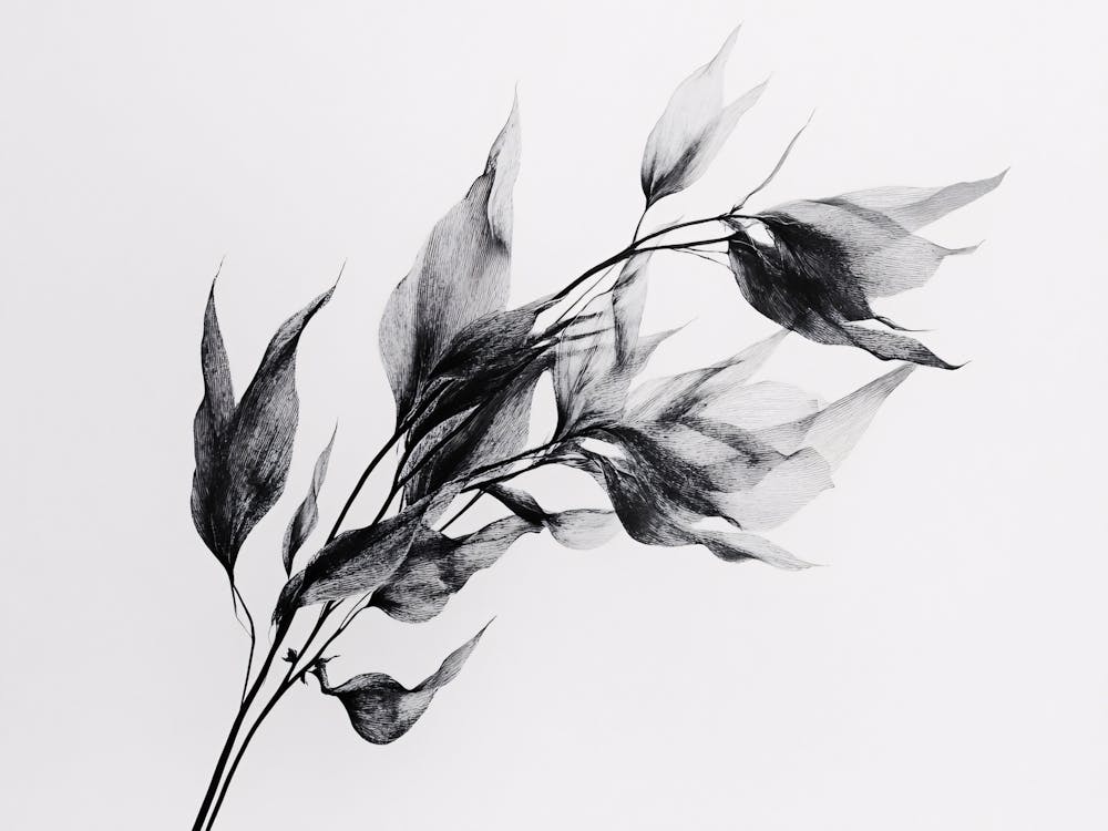 Feuilles Noires et Blanches 1