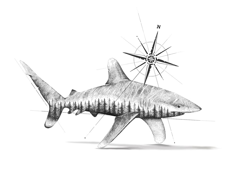 Wild Oceans - Nature Shark