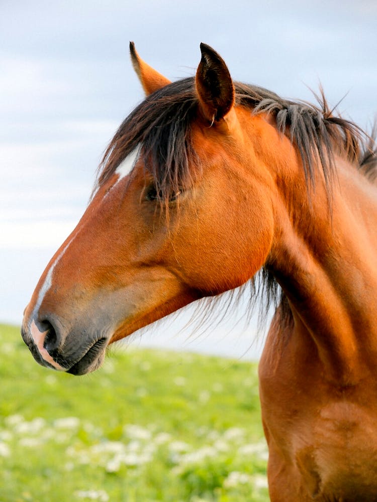 Horse Portrait