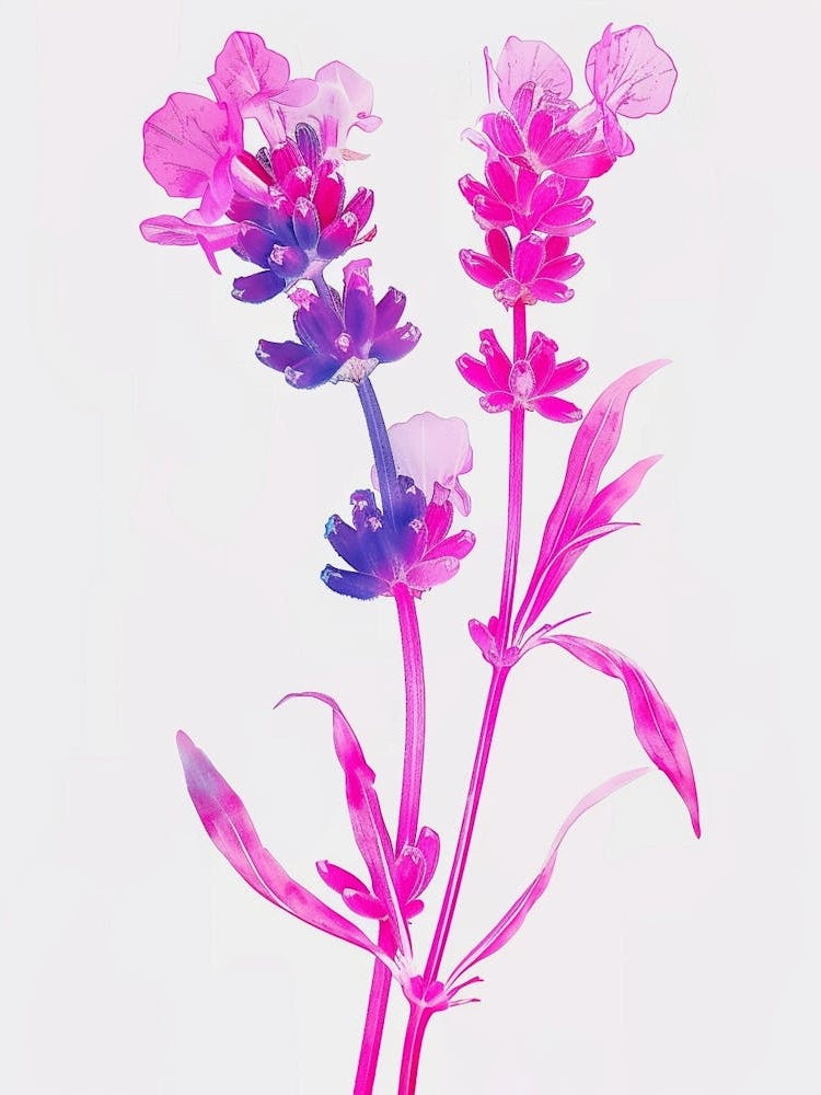 Hot Pink Lavender