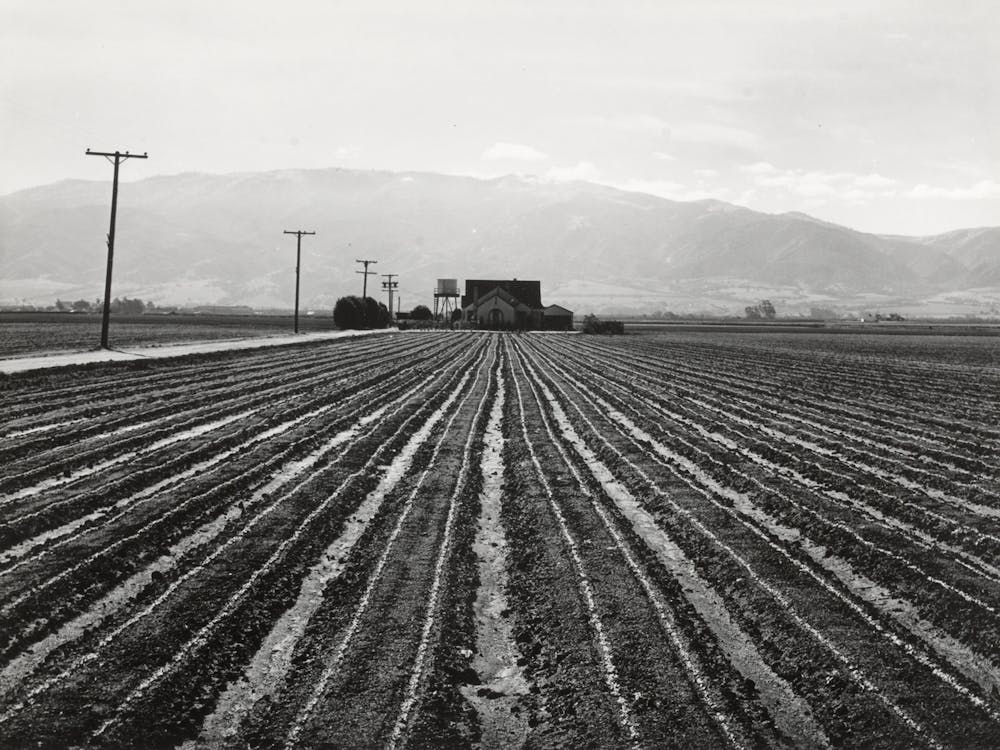 Young Lettuce, Salinas, California By Russell Lee