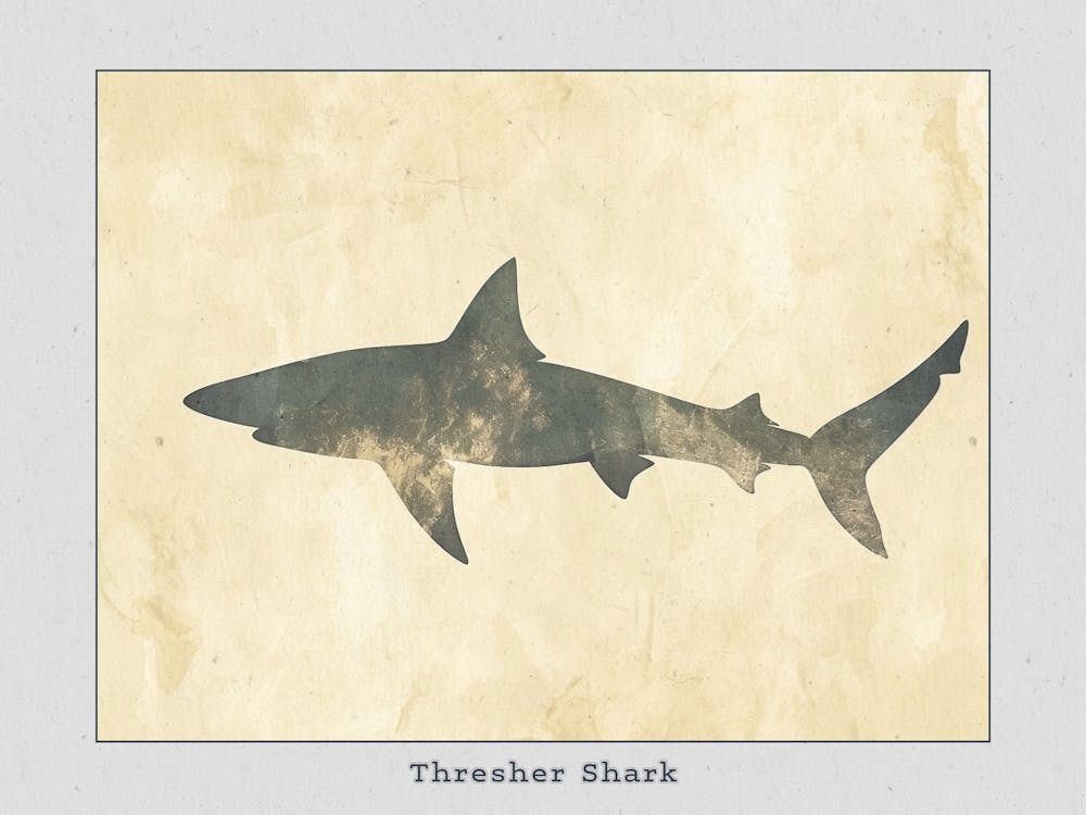 Thresher Shark Silhouette 8 Poster