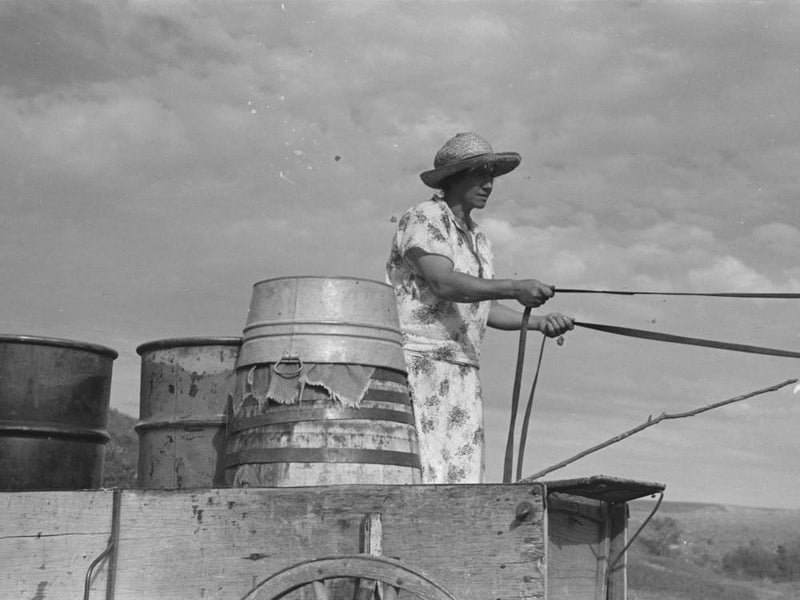 Mrs, Olie Thompson About To Drive Home From The Spring With Barrels Full Of Water, Williams County, North Dakota
