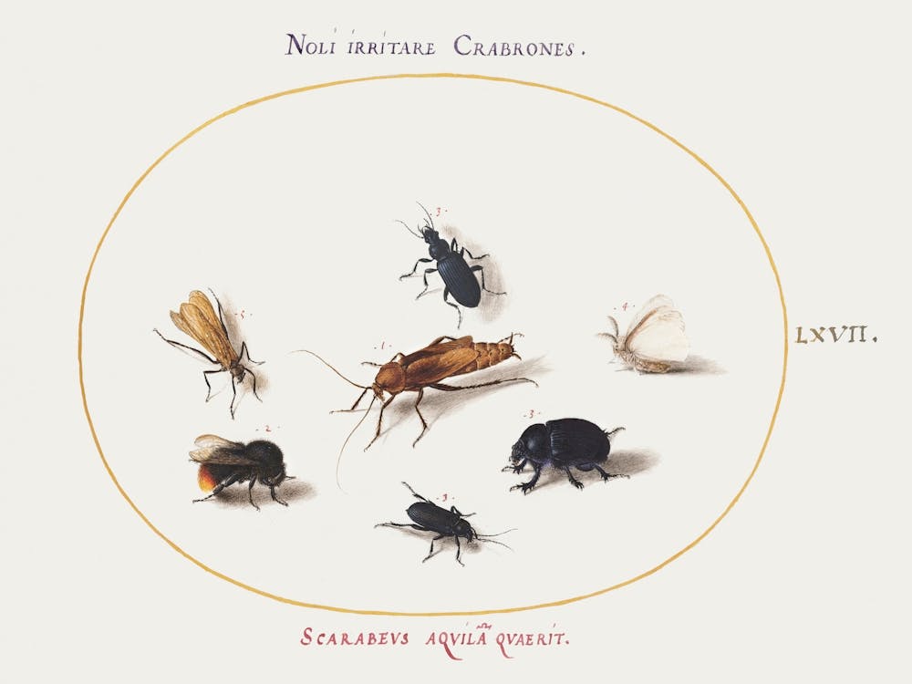Seven Insects, Including A White Butterfly And A Bee, Joris Hoefnagel