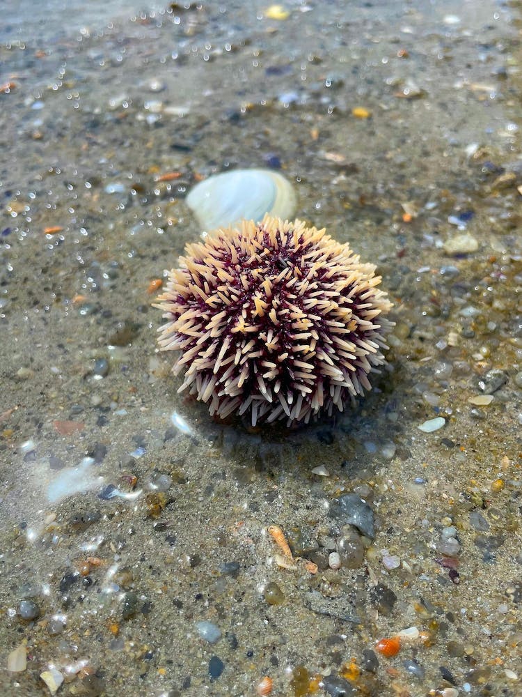 Sea Urchin