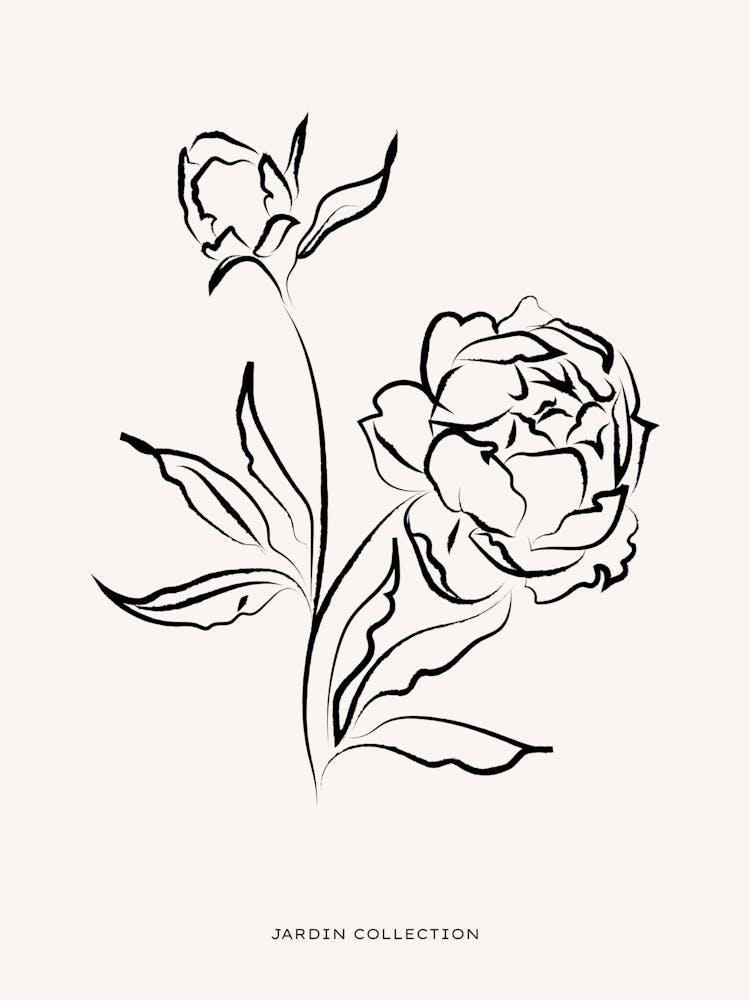 Pivoine