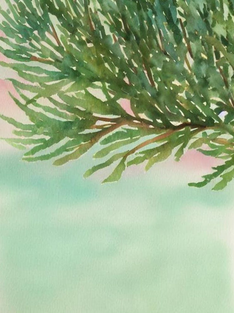 Acropora Aspera Storybook Watercolour