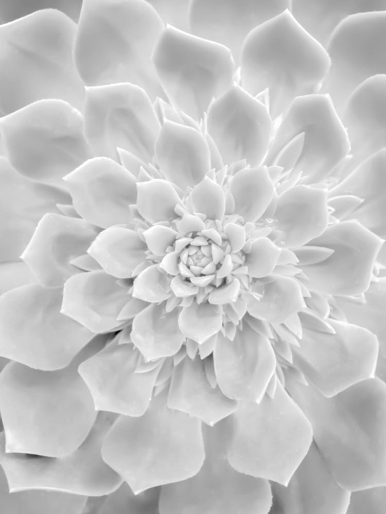 White Cactus Plant Heart
