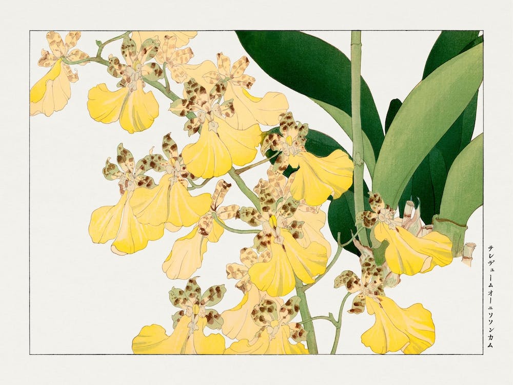 Vintage Orchid Flower, Tanigami Kônan
