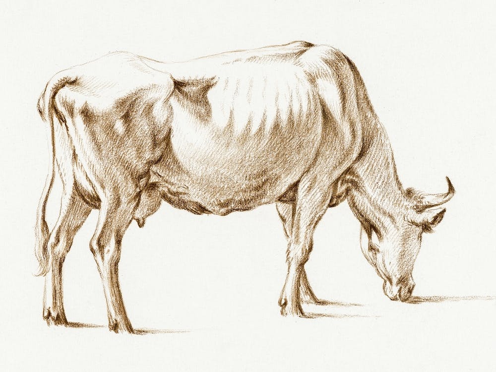 Grazing Cow, Jean Bernard