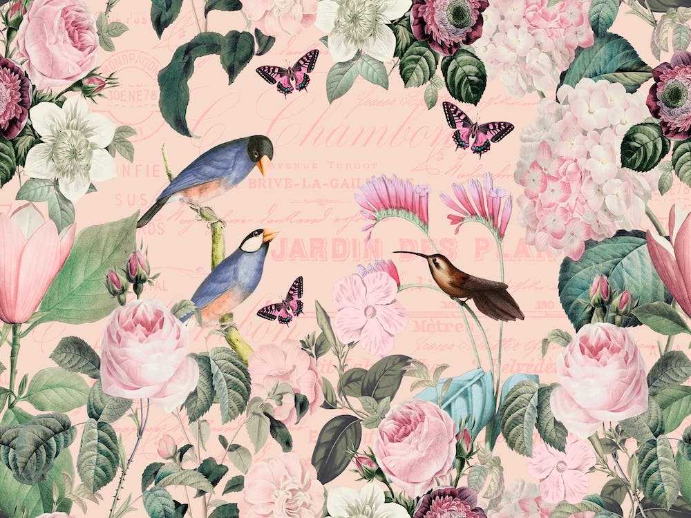Romance d'Oiseau Rose